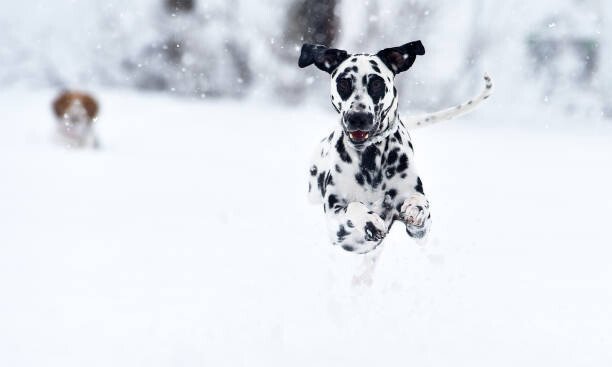 alberto clemares expósito Umělecká fotografie A dalmatian dog in the snow, alberto clemares expósito, (40 x 24.6 cm)