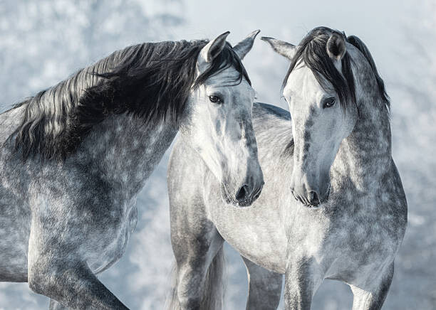 Abramova_Kseniya Umělecká fotografie Portrait of two spanish grey stallions, Abramova_Kseniya, (40 x 30 cm)