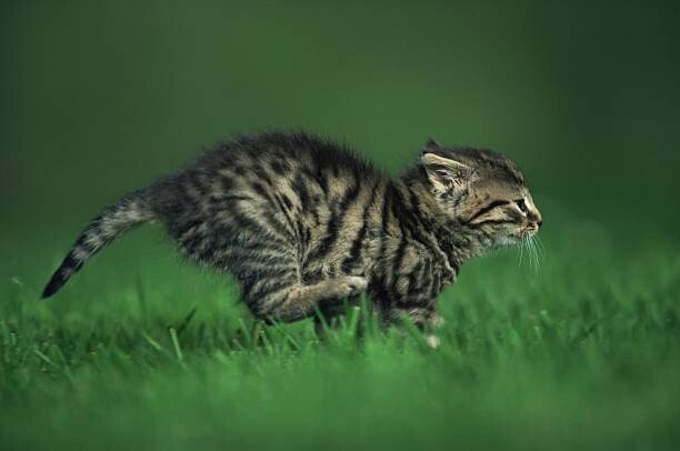 Image Source Umělecká fotografie Running kitten, Image Source, (40 x 26.7 cm)