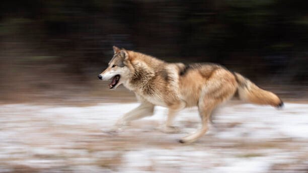 Kathleen Reeder Wildlife Photography Umělecká fotografie Wolf in the USA, Kathleen Reeder Wildlife Photography, (40 x 22.5 cm)