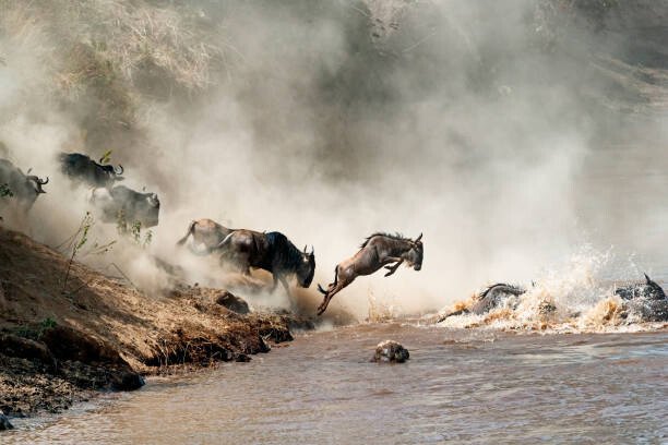 adogslifephoto Umělecká fotografie Wildebeest Leaping in Mid-Air Over Mara River, adogslifephoto, (40 x 26.7 cm)