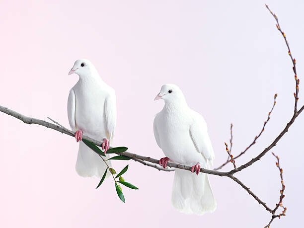 John Scott Umělecká fotografie Two white doves with olive branch, John Scott, (40 x 30 cm)