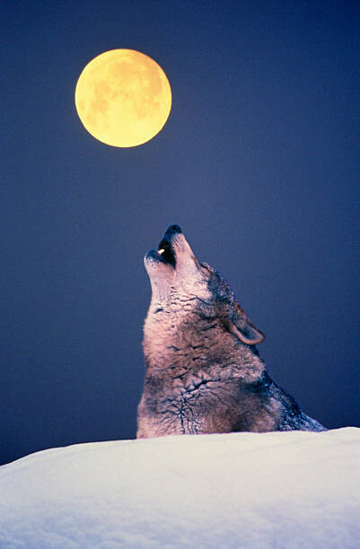 Martin Ruegner Umělecká fotografie Wolf howling at full moon, Martin Ruegner, (26.7 x 40 cm)