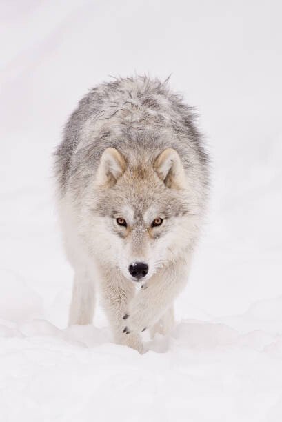 Maxime Riendeau Umělecká fotografie Portrait of arctic wolf  in, Maxime Riendeau, (26.7 x 40 cm)