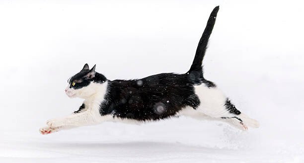 Picture by Tambako the Jaguar Umělecká fotografie Cat running in the snow, Picture by Tambako the Jaguar, (40 x 22.5 cm)