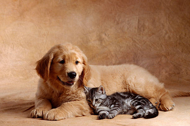 Don Mason Umělecká fotografie Kitten Leaning Against Golden Retriever Puppy, Don Mason, (40 x 26.7 cm)