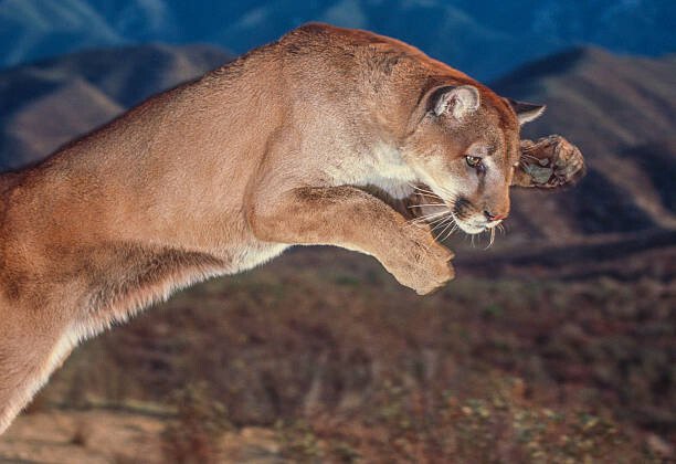 George Lepp Umělecká fotografie Cougar pounce, George Lepp, (40 x 26.7 cm)