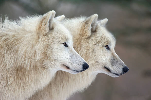 Raimund Linke Umělecká fotografie Arctic wolves, Raimund Linke, (40 x 26.7 cm)