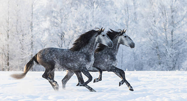 Abramova_Kseniya Umělecká fotografie Two running grey Purebred Spanish horses, Abramova_Kseniya, (40 x 22.5 cm)
