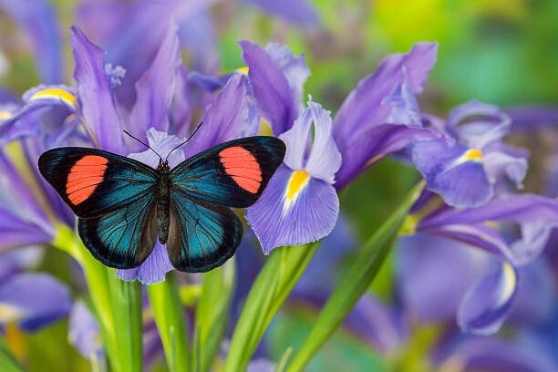 Darrell Gulin Umělecká fotografie Tropical butterfly on blue iris, Darrell Gulin, (40 x 26.7 cm)