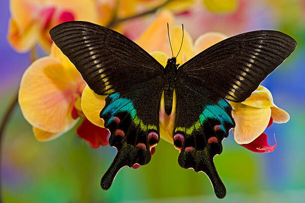 Darrell Gulin Umělecká fotografie Papilio Krishna from China on Orchid, Darrell Gulin, (40 x 26.7 cm)