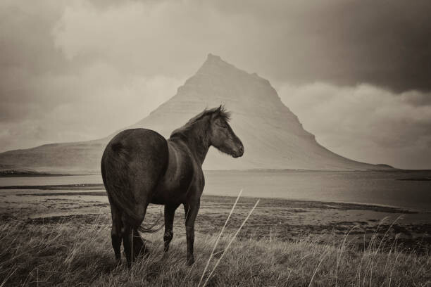 horstgerlach Umělecká fotografie Black Horse and Kirkjufell Mountain, horstgerlach, (40 x 26.7 cm)