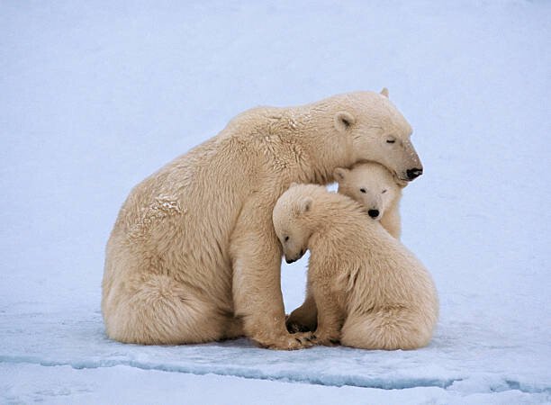 Johnny Johnson Umělecká fotografie Polar bear with twin cubs (Ursus maritimus), Johnny Johnson, (40 x 30 cm)