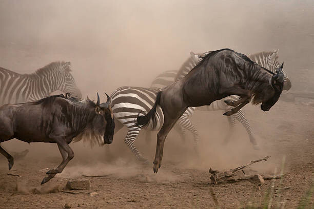 Manoj Shah Umělecká fotografie wildebbest and Zebra running, Manoj Shah, (40 x 26.7 cm)