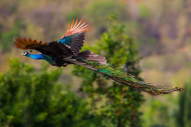kajornyot Umělecká fotografie Male Indian peafowl, Blue peafowl(Pavo, cristatus), kajornyot, (40 x 26.7 cm)