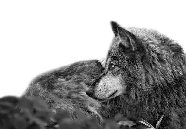 Adria  Photography Umělecká fotografie Stunning profile portrait of handsome Gray Wolf, Adria  Photography, (40 x 26.7 cm)