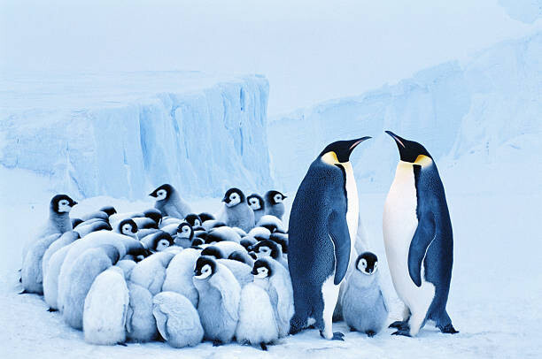 Johnny Johnson Umělecká fotografie Two emperor penguins beside group of, Johnny Johnson, (40 x 26.7 cm)