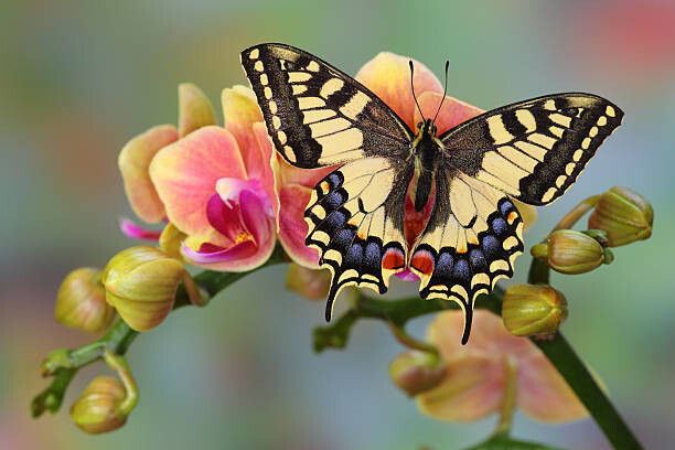 Darrell Gulin Umělecká fotografie Old World Swallowtail Butterfly, Papilio machaon, Darrell Gulin, (40 x 26.7 cm)
