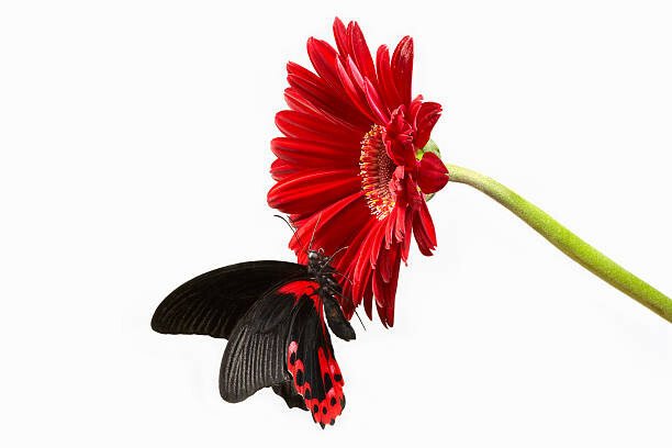 Digital Zoo Umělecká fotografie Butterfly on red gerbera  flower, Digital Zoo, (40 x 26.7 cm)