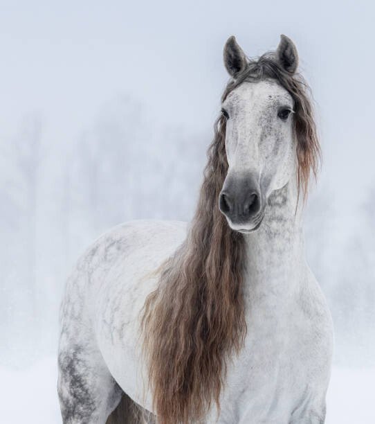 Abramova_Kseniya Umělecká fotografie Grey Pure Spanish Horse with long mane., Abramova_Kseniya, (35 x 40 cm)
