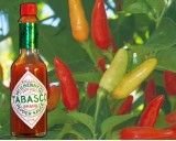 Tabasco Chilli (rostlina: Capsucum) - semena chili 10 ks, pálivost 7/10 *