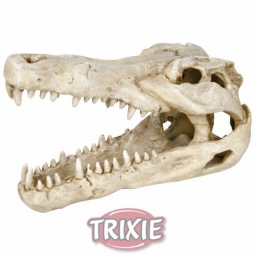 Lebka z krokodýla velká 14 cm
