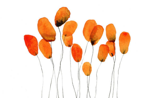 Yifei Fang Ilustrace Cluster of orange flowers against white background, Yifei Fang, (40 x 26.7 cm)