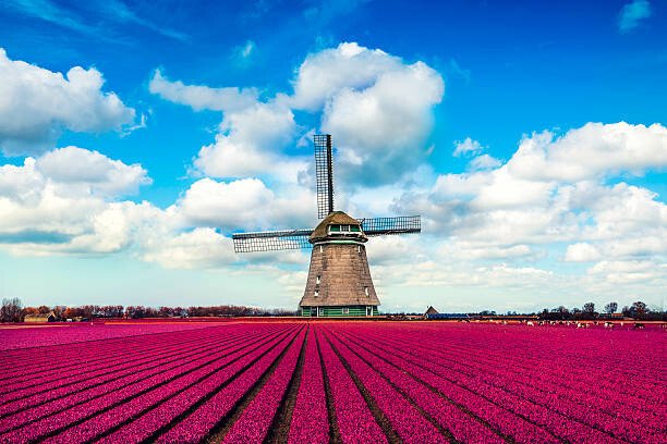 AleksandarGeorgiev Umělecká fotografie Colorful Tulip Fields in front of, AleksandarGeorgiev, (40 x 26.7 cm)