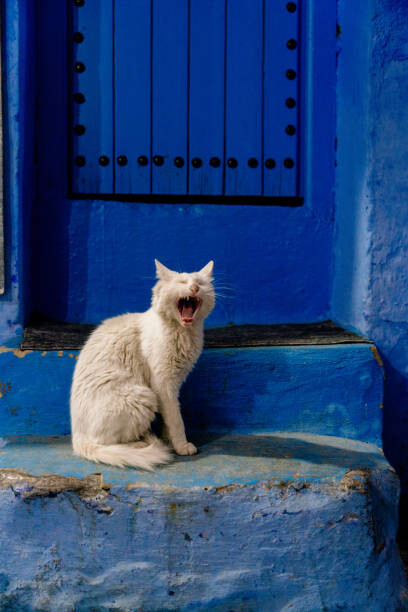 Francesco Riccardo Iacomino Umělecká fotografie Stray Cat Yawning in Chefchaouen, Morocco, Francesco Riccardo Iacomino, (26.7 x 40 cm)