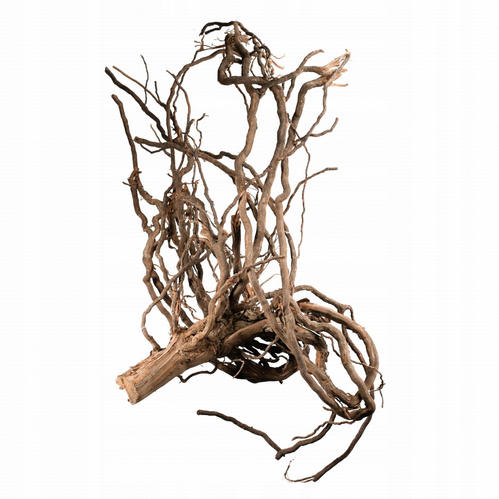 BioVine Roots XL, Jihoafrická republika Vinný kořen 60-70cm