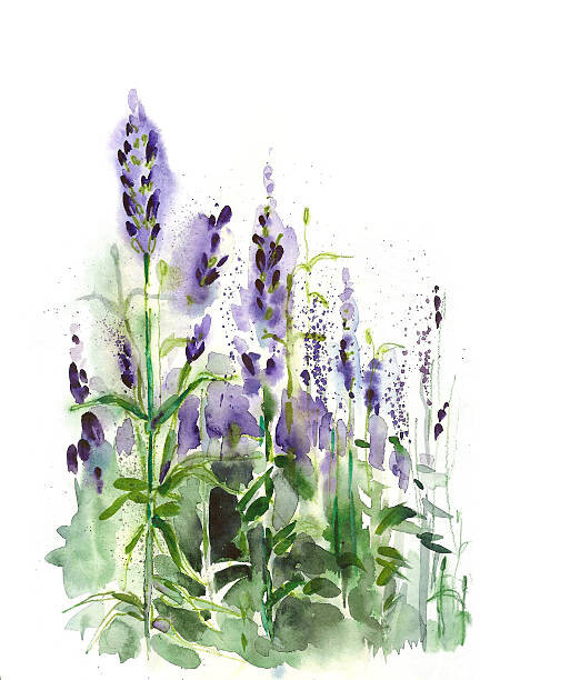 grau-art Ilustrace Lavender field, grau-art, (35 x 40 cm)