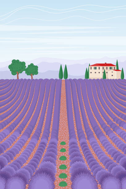 olhahladiy Ilustrace Lavender field landscape. Summer vertical background., olhahladiy, (26.7 x 40 cm)