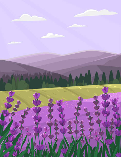 Tatyana Dyugay Ilustrace Provence landscape with lavender field. Countryside, Tatyana Dyugay, (30 x 40 cm)