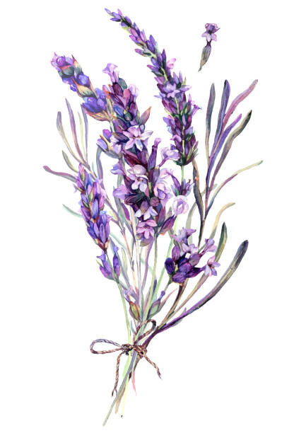 Inna Sinano Ilustrace Watercolor Illustration of Lavender Bouquet, Inna Sinano, (30 x 40 cm)