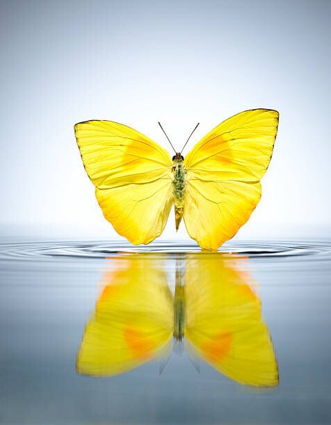 Chris Stein Umělecká fotografie Buttercup Butterfly in a pool of water, Chris Stein, (30 x 40 cm)