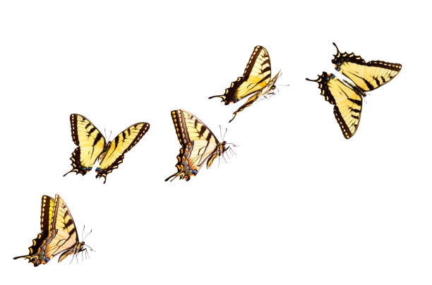 Liliboas Umělecká fotografie Tiger Swallowtail Butterfly, Liliboas, (40 x 26.7 cm)