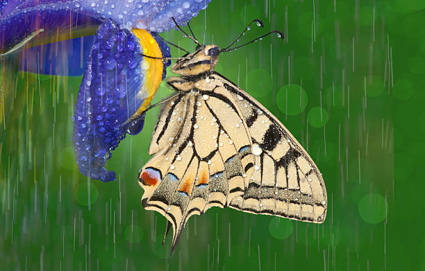 Darrell Gulin Umělecká fotografie Old world swallowtail butterfly, Darrell Gulin, (40 x 24.6 cm)