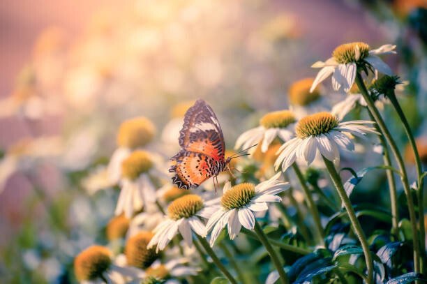 sarayut Thaneerat Umělecká fotografie The yellow orange butterfly is on, sarayut Thaneerat, (40 x 26.7 cm)