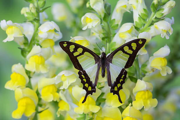 Darrell Gulin Umělecká fotografie Butterfly, Darrell Gulin, (40 x 26.7 cm)