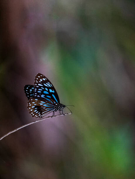 Traceydee Photography Umělecká fotografie Blue Tiger butterfly, Traceydee Photography, (30 x 40 cm)
