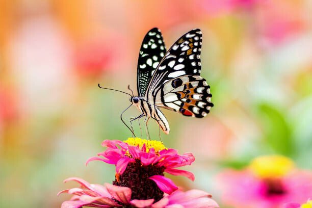 chuchart duangdaw Umělecká fotografie Butterfly On A Flower with colorful Background, chuchart duangdaw, (40 x 26.7 cm)