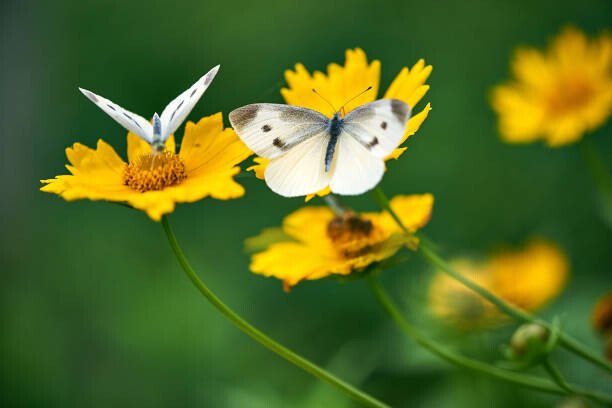 Comezora Umělecká fotografie White Butterflies on Daisy Flowers, Comezora, (40 x 26.7 cm)