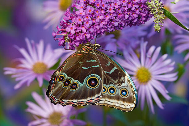 Darrell Gulin Umělecká fotografie Blue Morpho with wings closed and eye spots, Darrell Gulin, (40 x 26.7 cm)