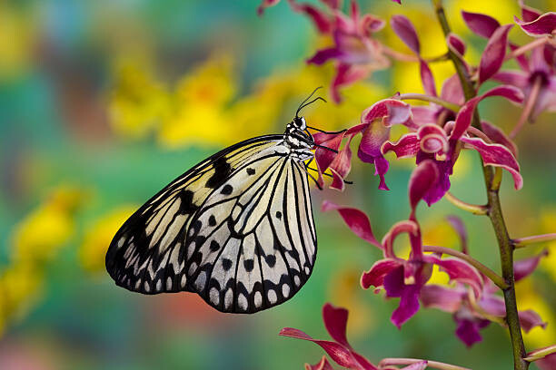 Darrell Gulin Umělecká fotografie Tropical Butterfly the paper kite wings closed, Darrell Gulin, (40 x 26.7 cm)