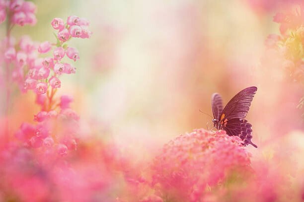 Eerik Umělecká fotografie Butterfly dreams, Eerik, (40 x 26.7 cm)