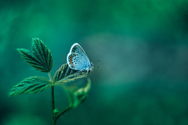 oxygen Umělecká fotografie Common Blue Butterfly on Green Nature, oxygen, (40 x 26.7 cm)