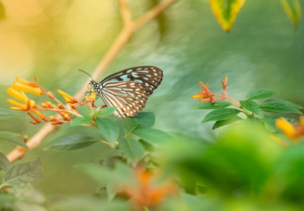 Sepidehmaleki Umělecká fotografie Butterfly-Stock image, Sepidehmaleki, (40 x 26.7 cm)