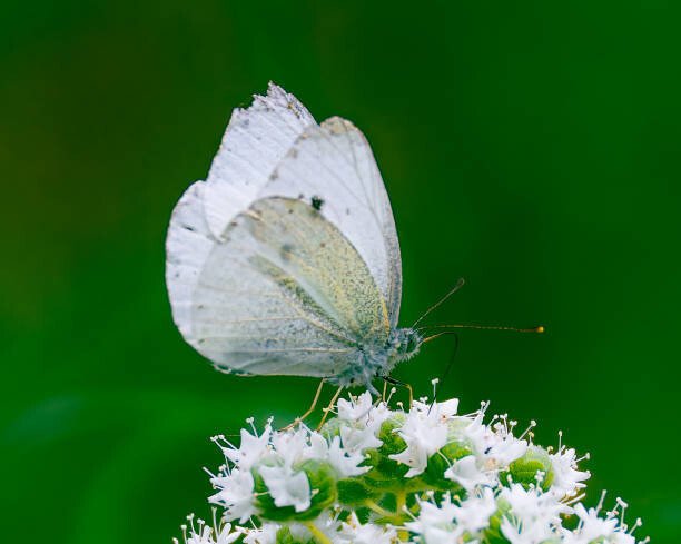 Thanasis Tzanakakis / 500px Umělecká fotografie Close-up of butterfly pollinating on flower, Thanasis Tzanakakis / 500px, (40 x 30 cm)