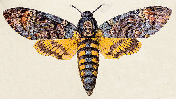 ilbusca Umělecká fotografie Death's-head Hawk moth , insect animals, ilbusca, (40 x 22.5 cm)