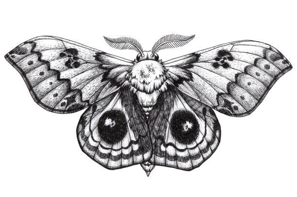 Natalypaint Umělecká fotografie Beautiful Butterfly tattoo. Antherina suraka. Madagascar, Natalypaint, (40 x 26.7 cm)
